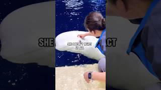 Ticklish White Whale! 🐋😂 #usa