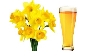 Will they wilt or bloom? Daffodils in a Beer Glass | Timelapse