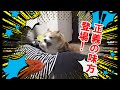 ついにパパ守るコーギー登場！【コーギーチロ】Corgi to protect daddy !