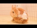 ある事が原因でお尻に点滴注射されちゃったウサギがこちら【No.481】