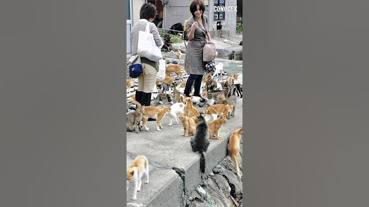 La isla de los gatos