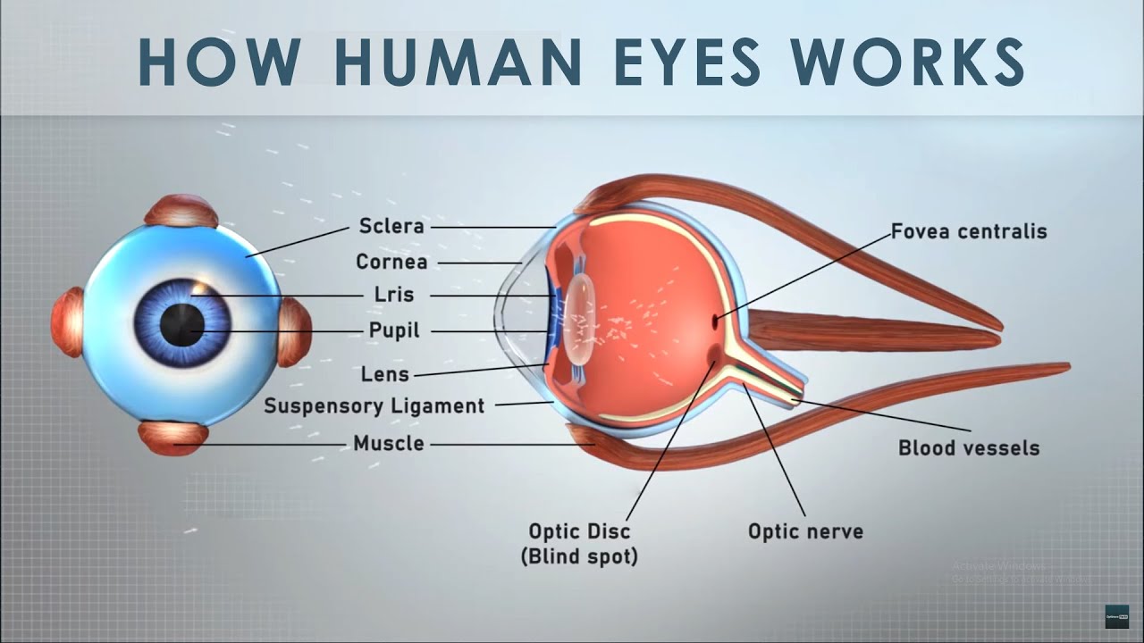 How Human Eye Works: 3D Animation - YouTube