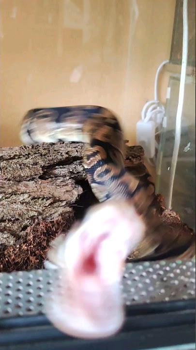 Agresivní krajta🐍 #fyp#foryou#foryoupage#cz#czech#had#hadi#chov#chovatel#priroda#teraristika#hadi