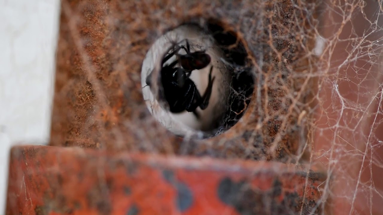 Angry hungry Spiders catching Flies.