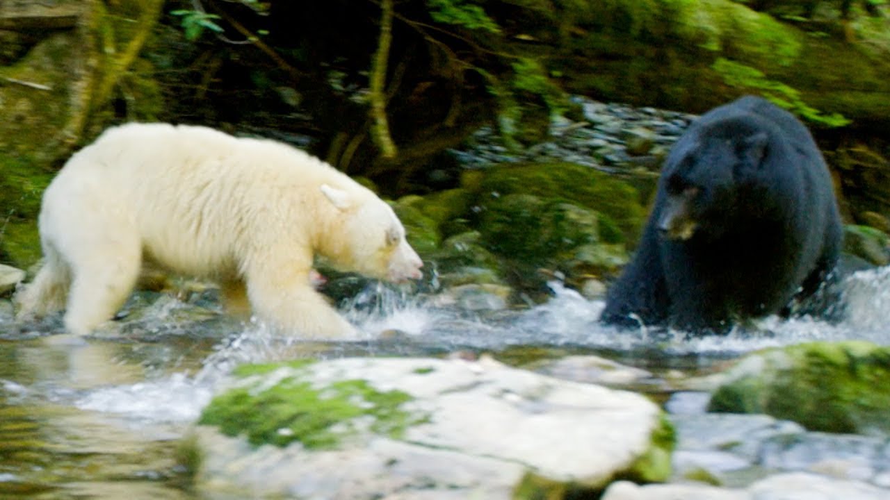 BBC Earth - Mama bear 🐻 ⁣ The term mama bear doesn't come from nowhere.  Solitary animals, grizzly bears (Ursus arctos horribilis) are not usually  seen living close together, but do so