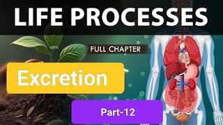 Life processes part-12 || excretion in Human and plants || Human excretory system || plant excretion