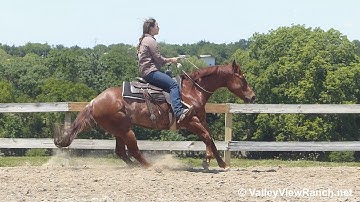 Rex Named Sioux - bridleless lead changes, big stops, spins!!! - ValleyViewRanch.net