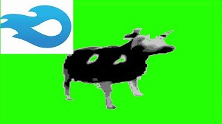Polish cow green screen (free download Mediafire) with music Mqdefault