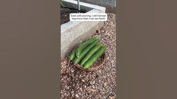 Growing Cucumber On String