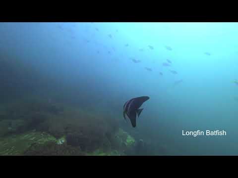 Diving Redang Island | Sony FDR X3000 @ Laguna Redang Resort