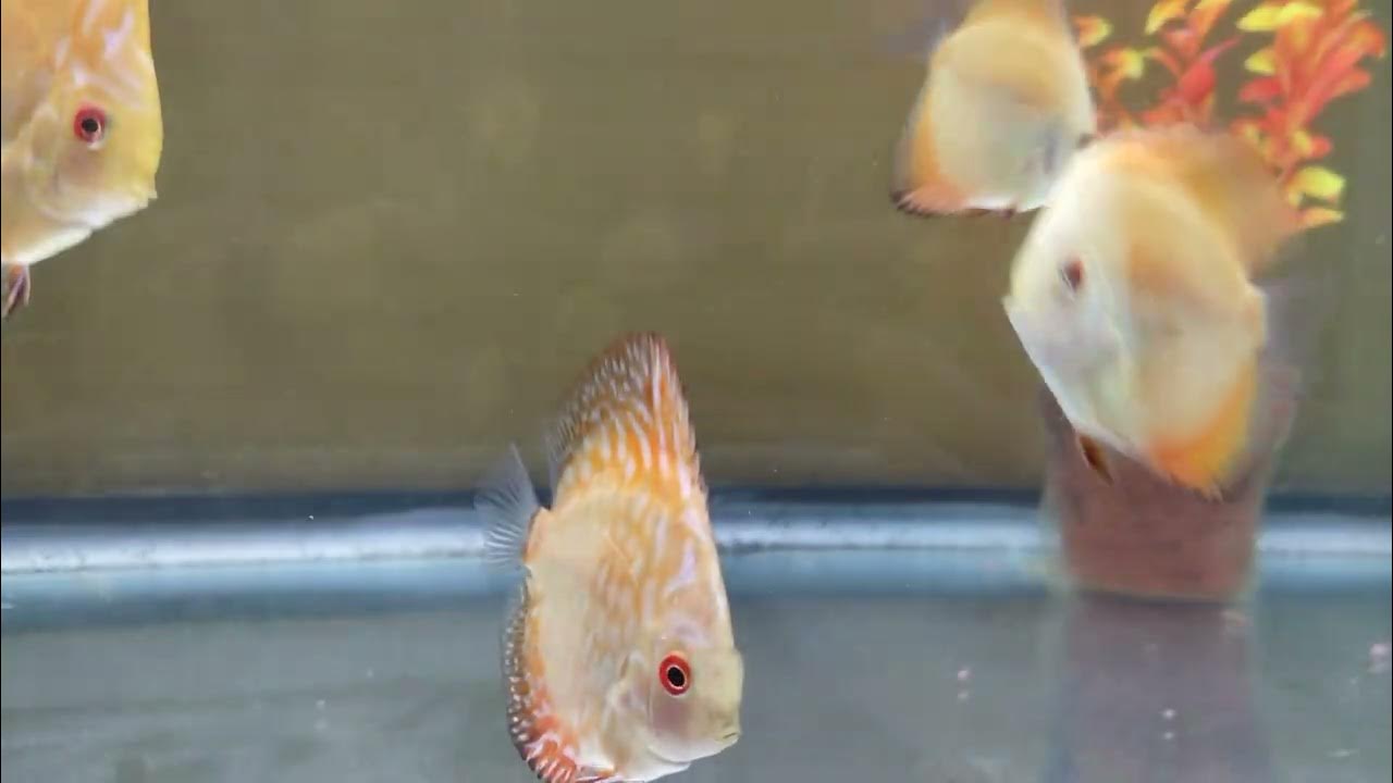 Juvenile Discus Fish YouTube