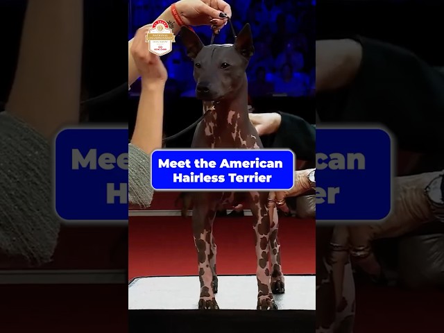 Meet the American Hairless Terrier