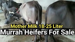 Show Quality Murrah Heifers 18-25 Liter Mother Milkline Available for sale Bhatinda Punjab Farm Talk