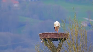 سورة الفاتحة المقرئ زكرياء الرقيبي