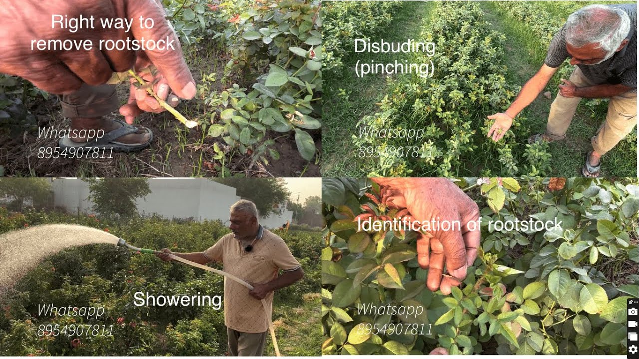 गुलाब के देखभाल और वृद्धि संबंधी युक्तियाँ Care and growth tips for Roses | Pushpanjali Rosery Bly