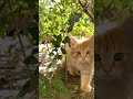 CAT EYES Котешки очи Kedinin Gözleri