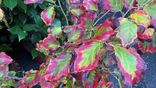Detailed Hamamelis Diane, Witch Hazel Details