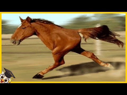 Video: Bay-häst. Den vackraste hästen