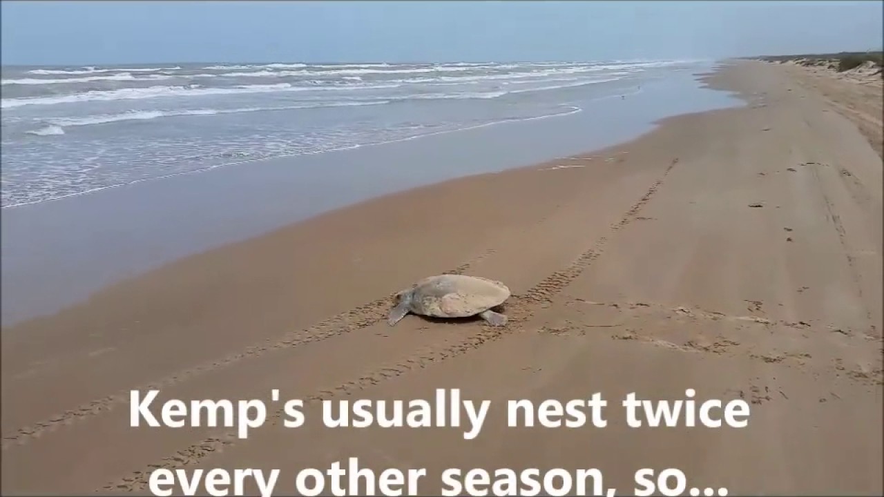 baby turtles for sale uk Tiebreaker | Sea Turtle