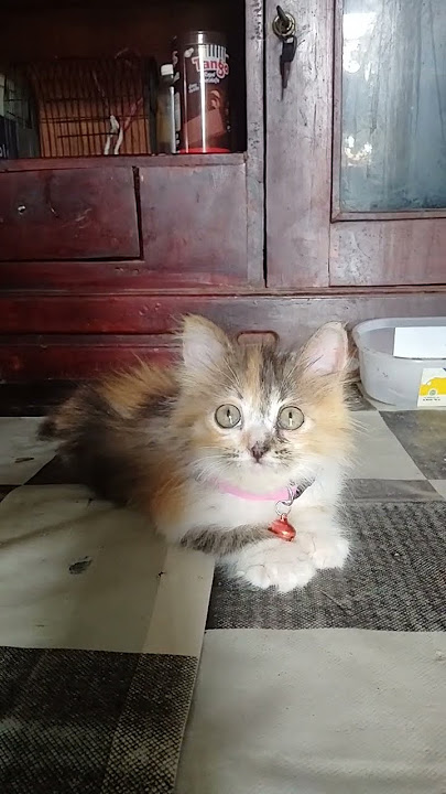 masyaallah cantiknya #dj #cat