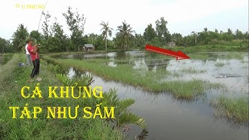 Fishing, câu cá lóc, trúng ổ cá táp như sấm sét - by pou phung
