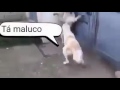 Cão que seaxa o marentao. Esiscaua