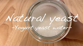 【自家製天然酵母】ヨーグルト酵母液の作り方　Yoghurt yeast water