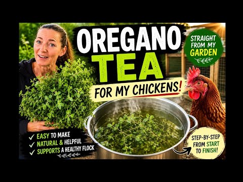 Garden Fresh Oregano Tea for Chickens | My Simple Routine
