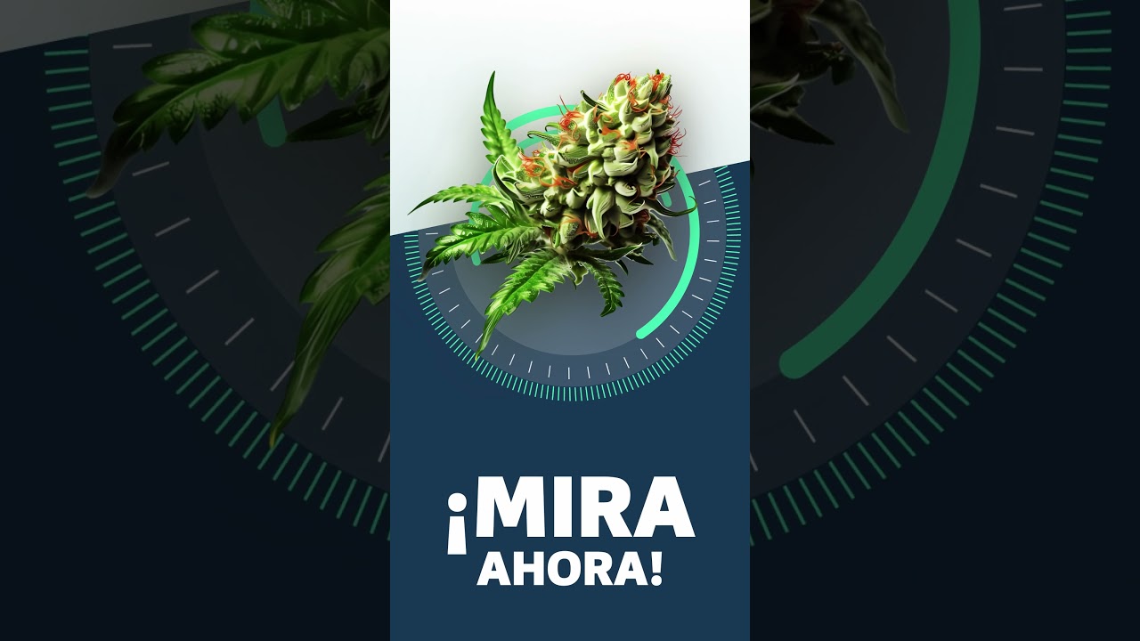 Sensi Star - Strainview