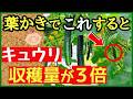 【きゅうり栽培】重要作業・葉かきで〇〇するだけで収穫量が3倍!たくさん収穫する最強の管理法【家庭菜園】