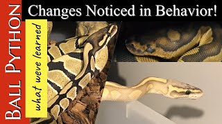 WHAT WE'VE LEARNED:  Ball Python Behavior Changes 2020!