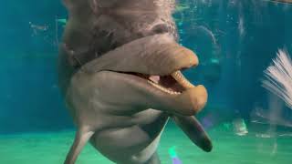 Seaworld Orlando Dolphin Nursery At The Gl Interaction 4K 12-11-20