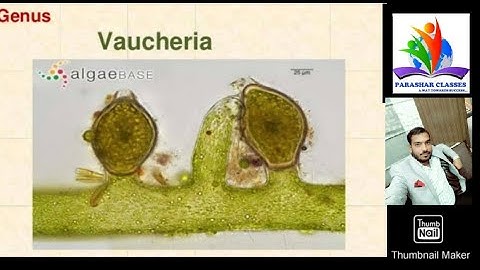 Vaucheria algae(Xanthophyceae )/B.sc part 1 / Botany / by Hitesh sir