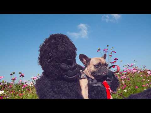 Tex Moonlight - Ape Shall Not Kill Ape (Official Video)