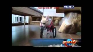 On The Spot Trans 7 Fakta Unik Anjing Dengan Keterbatasan Fisik