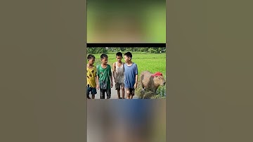 Capybara nghịch dại bị ong đốt #capybara #capybaradethuong #capybarafunny #trending