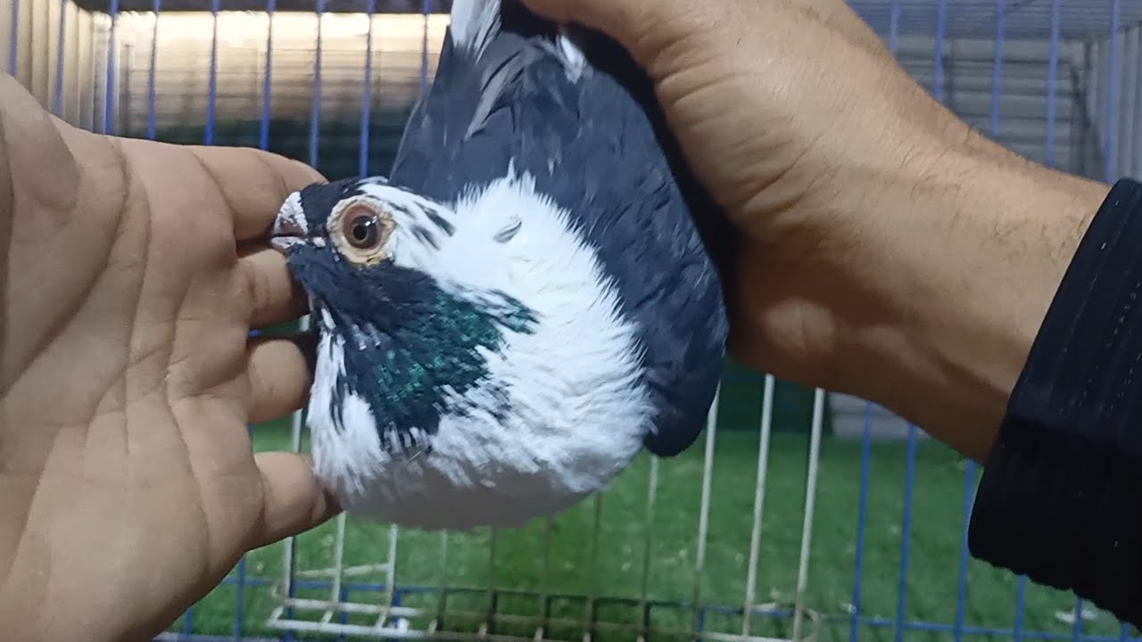 زيادات قصوص شغاله يوجد شحن ٠١١٥٣٦٣٨١٦٢