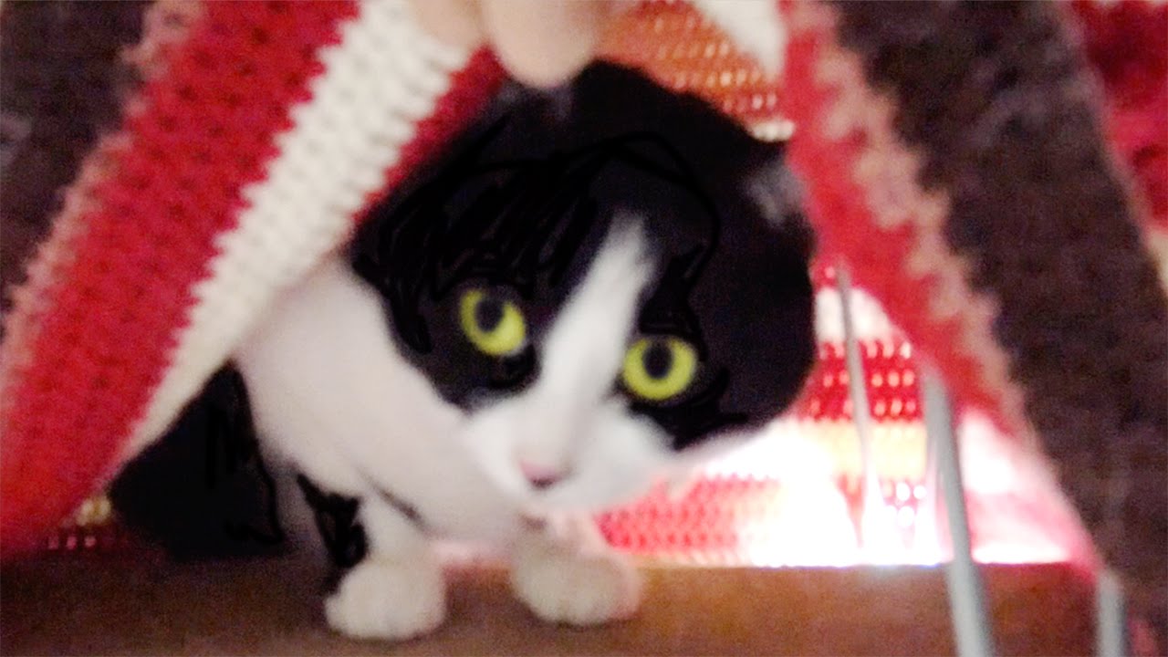 猫カフェ 横浜 白黒猫姉さん｢ハッチ｣猫用こたつに入ってみる〜かわいい手作りカバーだね!!　- Cute Cat Use Kotatsu (Japanese Foot Warmer)Cover.かぎ編み DIY