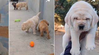 India main Sabse Sasta Dog puppies kyu milta hai! 2500,3500 sale karne walo ko langa karega ye video