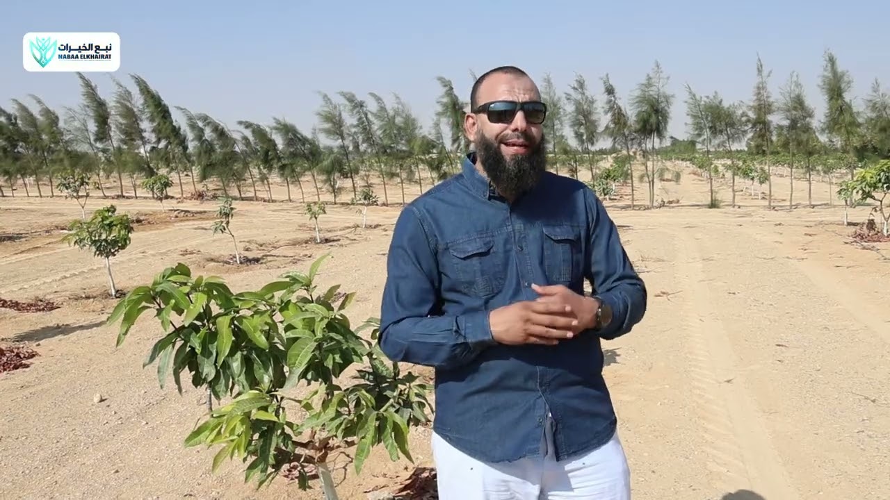 ازرع أصل سكري وبعدين اطعمه ولا ازرع صنف مطعوم من البداية وايه هو أجمل وأقوى صنف مانجو ممكن تطعم عليه