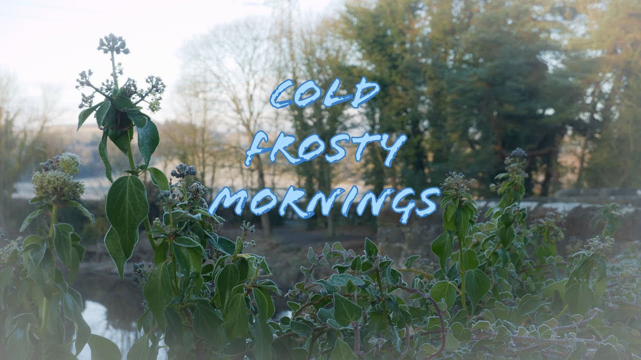Cold frosty morning - YouTube
