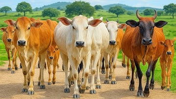 Aktivitas Mengiring Sapi Lembu  Menuju Kandang Peternakan Hewan Ternak sapi - Suara sapi moo