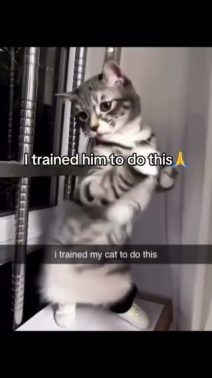 Kittyo like yeah this is how I get down you feel me