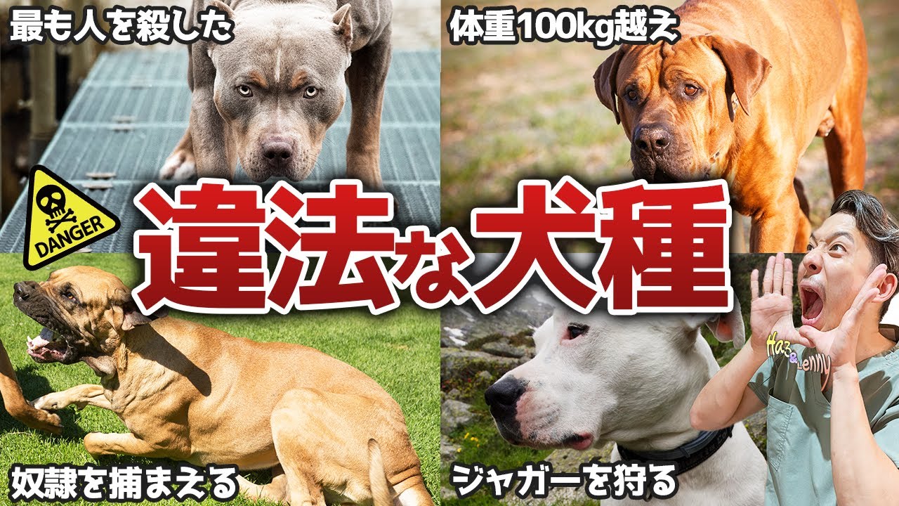 Illegal Dog Breeds] Explaining the four dog breeds that are