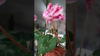 Весенние цикламены. Цветут долго и красиво 😍 #shorts #flowers #spring