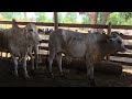 NO EMBARQUE DA VACADA GORDA PARA O FRIGORÍFICO. 