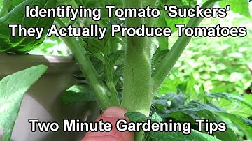 Identifying & Understanding Tomato 