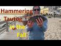 HLO VI: How to Hammer Inlet Tautog in the Fall