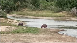 HIPPO BATHING IN KRUGER NATIONAL PARK SOUTH AFRICA