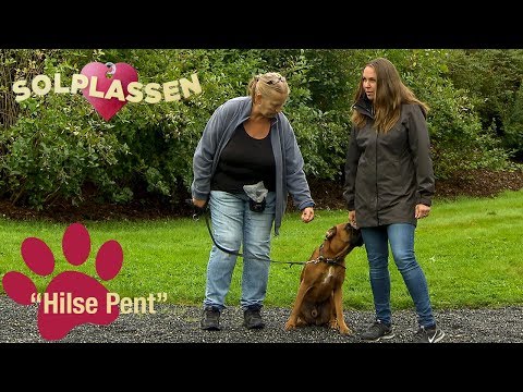 Video: Slik stopper du hunden fra å klø på døren